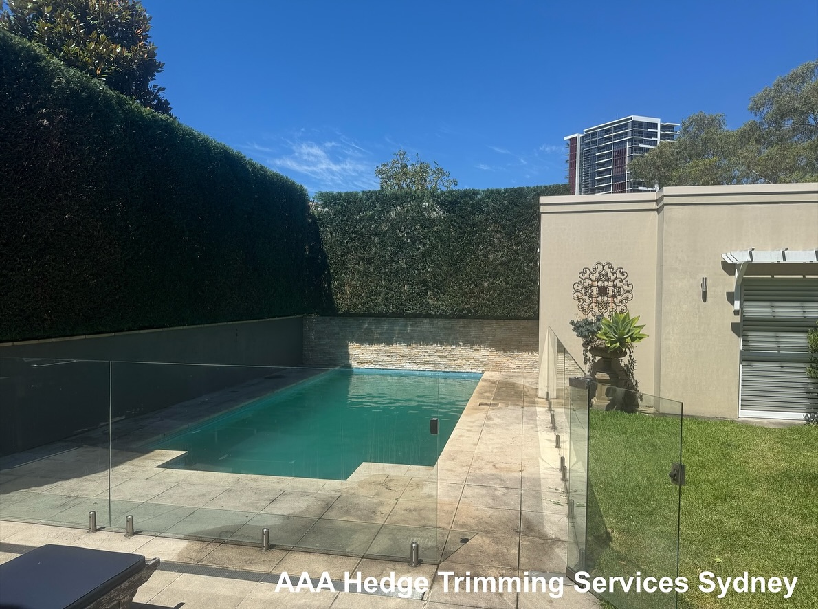 Clipped garden hedge, Cronulla